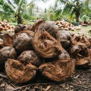 Coconut Husk