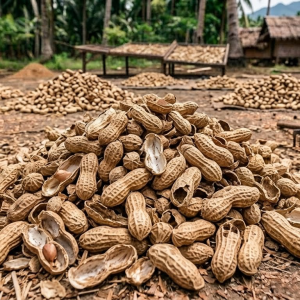Groundnut Shell